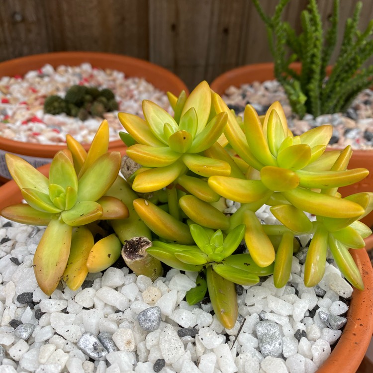 Plant image Sedum Adolphii 