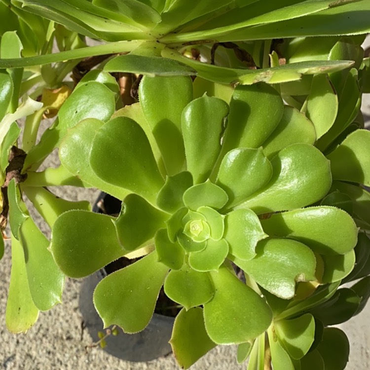 Plant image Aeonium Spathulatum