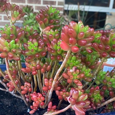 Sedum 'Red Jelly Beans'