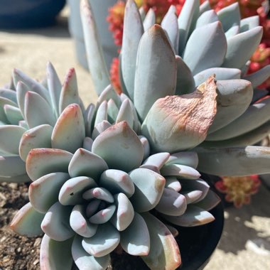 Pachyveria 'Powder Puff'