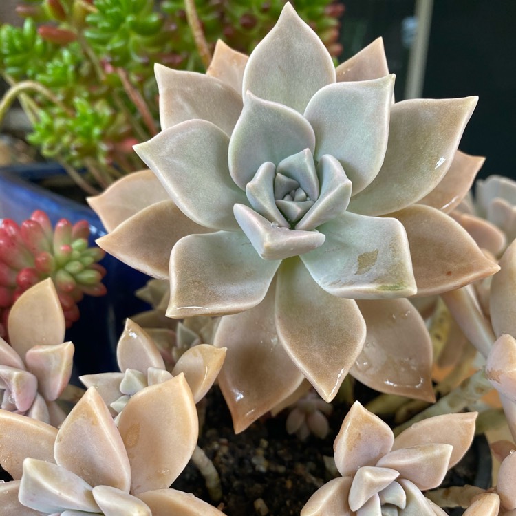 plant image 1401427