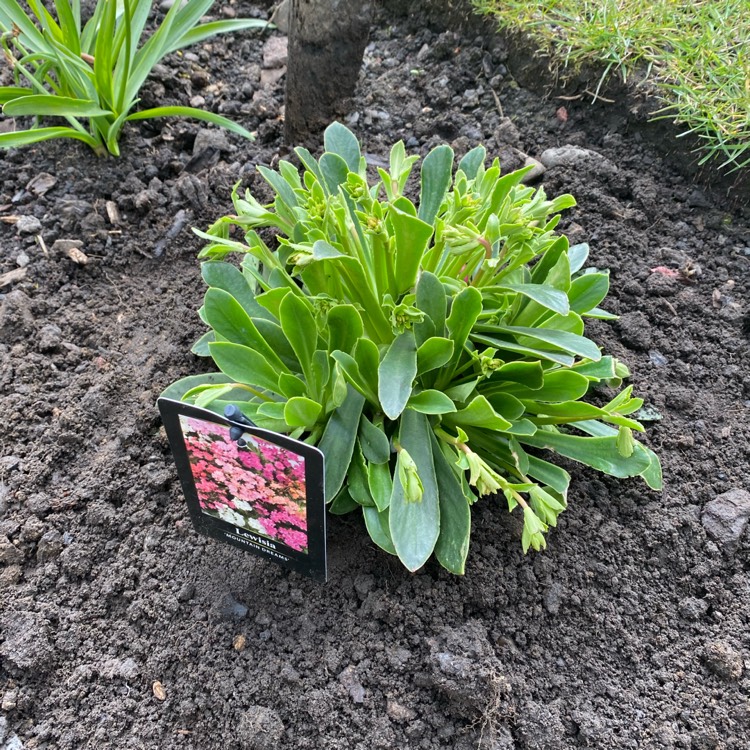 Plant image Lewisia 'Mountain Dreams'