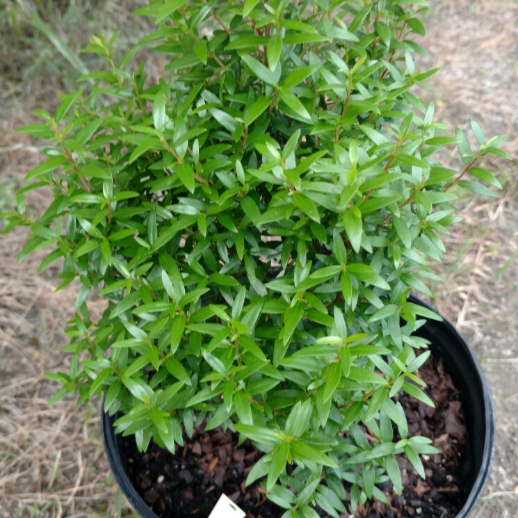 Plant image Myrtus communis 'Lumi'