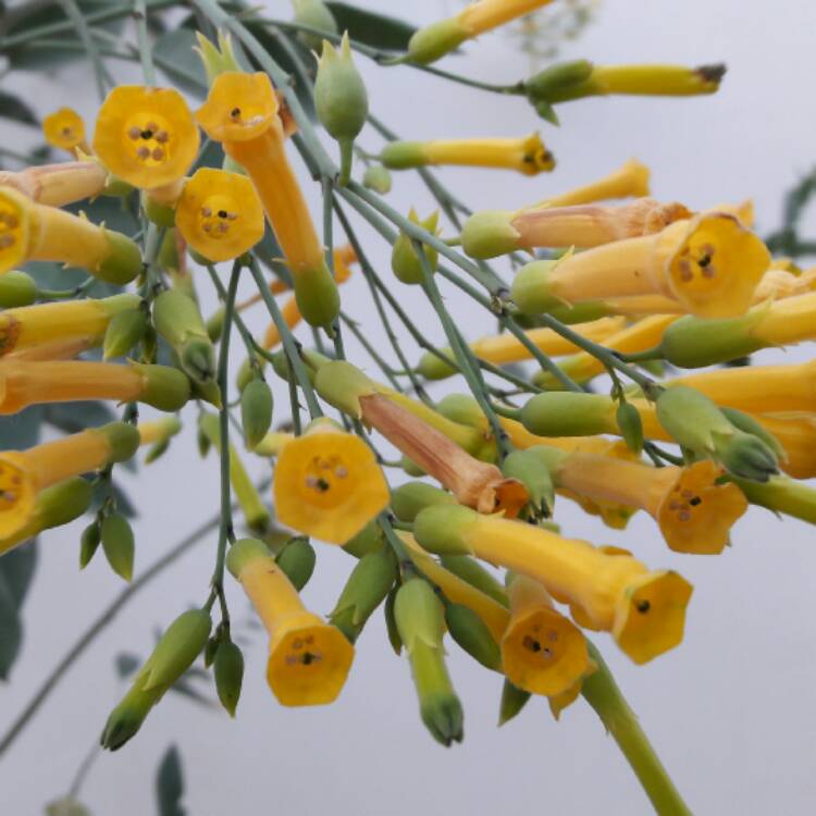 Plant image Nicotiana Glauca