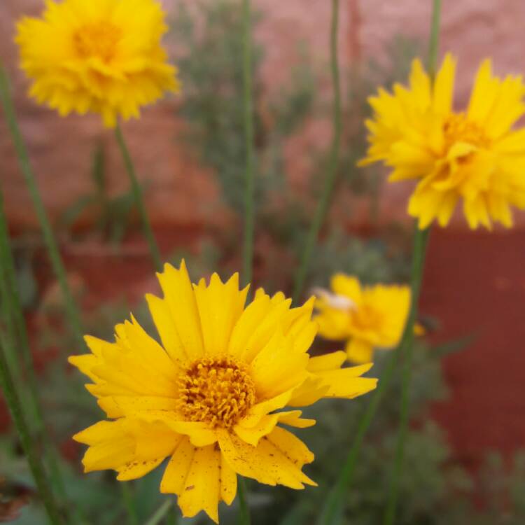 Plant image Coreopsis grandiflora 'Illico'