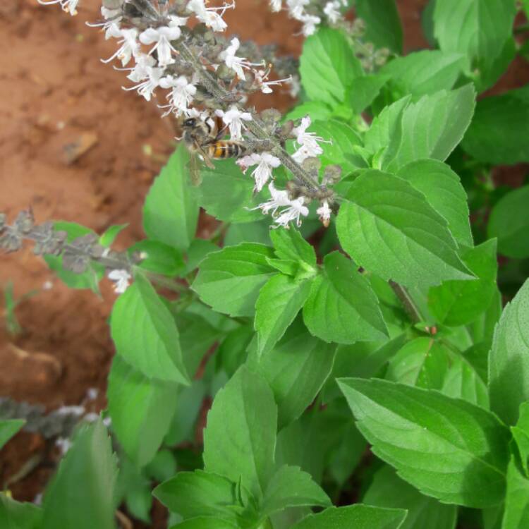 Plant image Ocimum basilicum 'Magic Mountain'