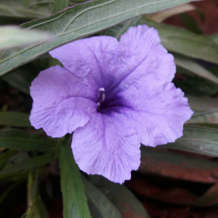 Plant image Ruellia brittoniana 'Purple Showers'