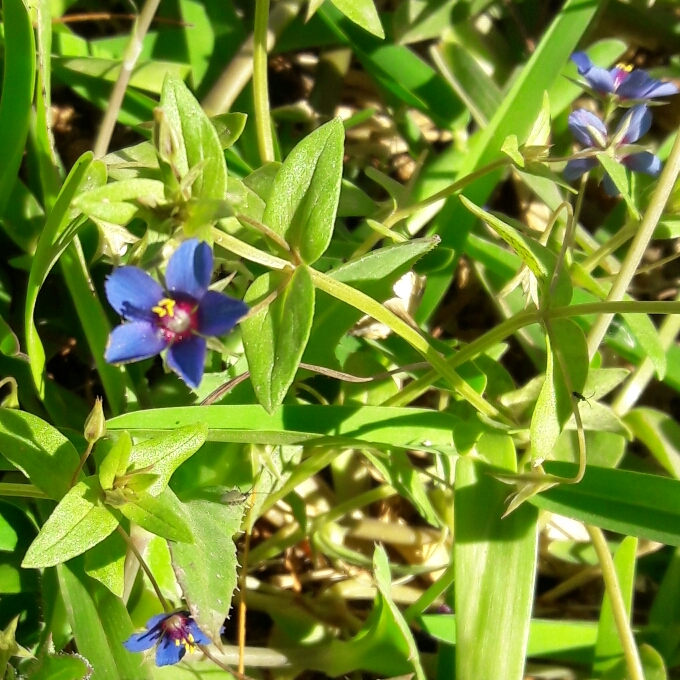 Plant image Anagallis Monelli 'Sky Lover'