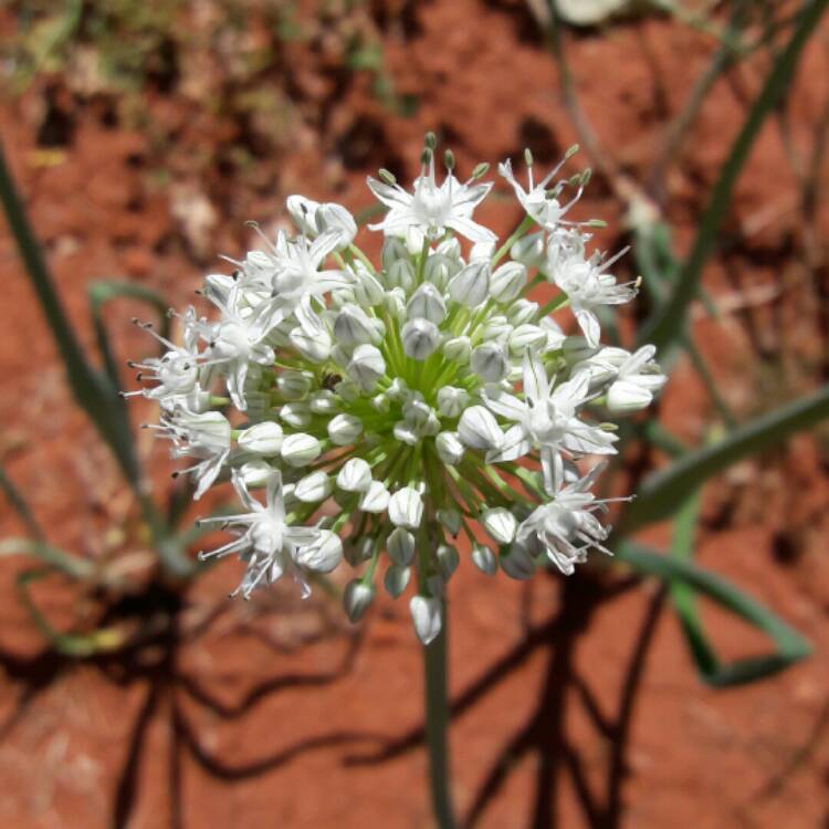 plant image 650517