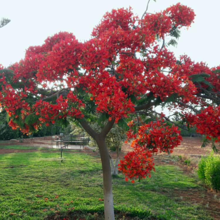 Plant image Delonix regia