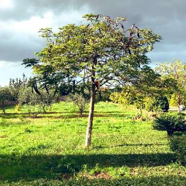 Wajd Alsaadi's garden