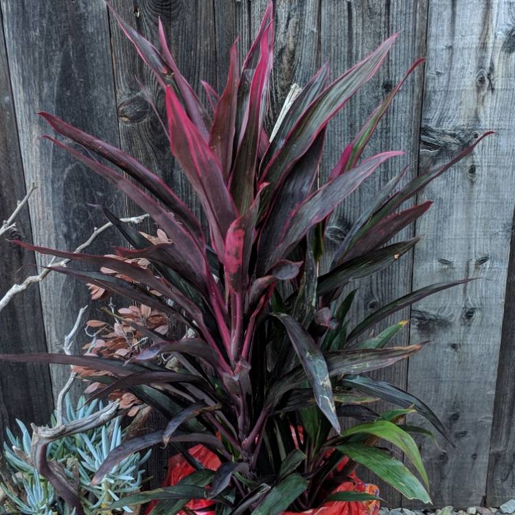 Plant image Cordyline fruticosa 'Chili Pepper'