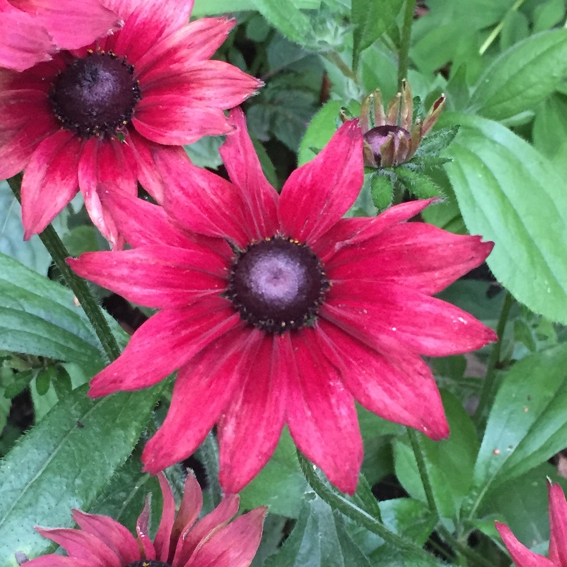 Rudbeckia hirta 'Cherry Brandy'