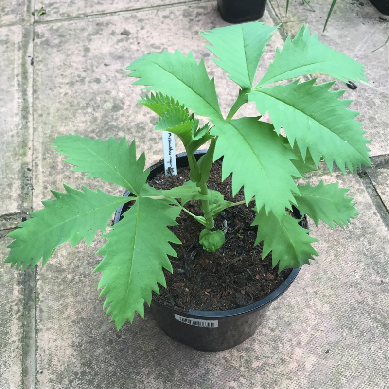 Melianthus major 'Purple Haze'