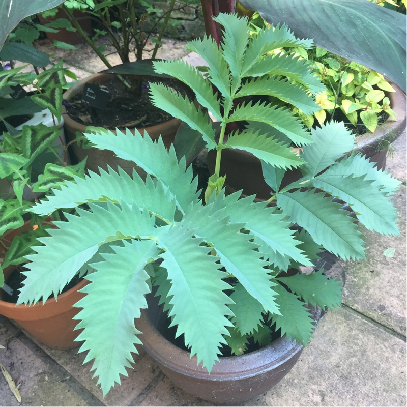 Melianthus major 'Purple Haze'