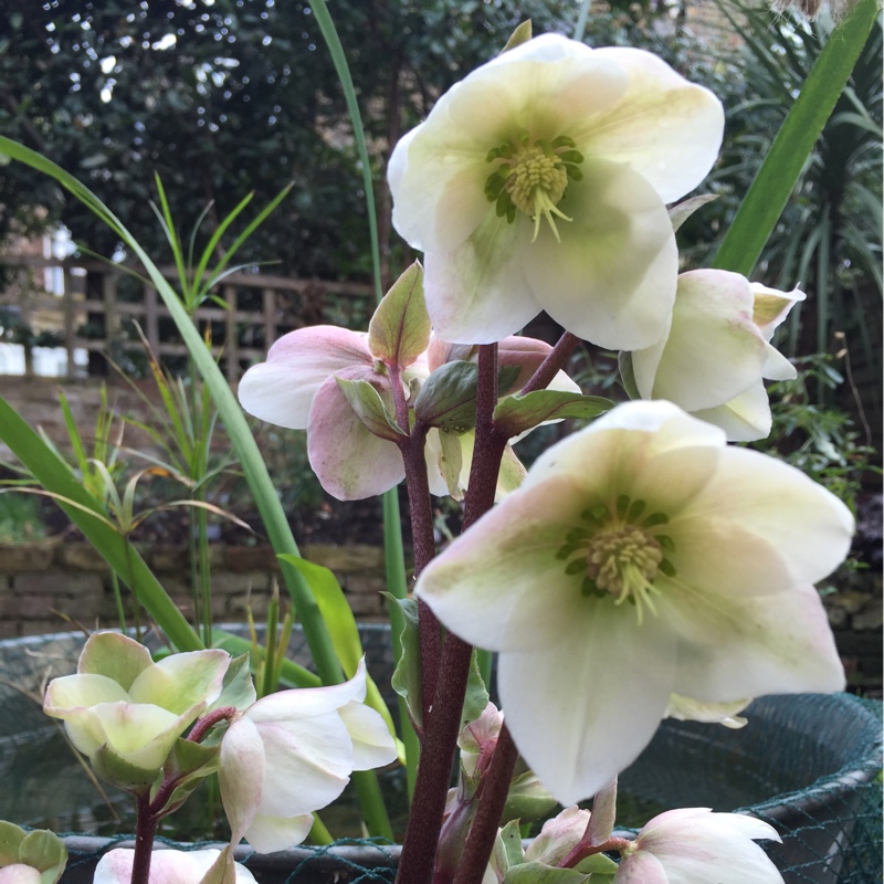 Helleborus x ericsmithii 'Ivory Prince'