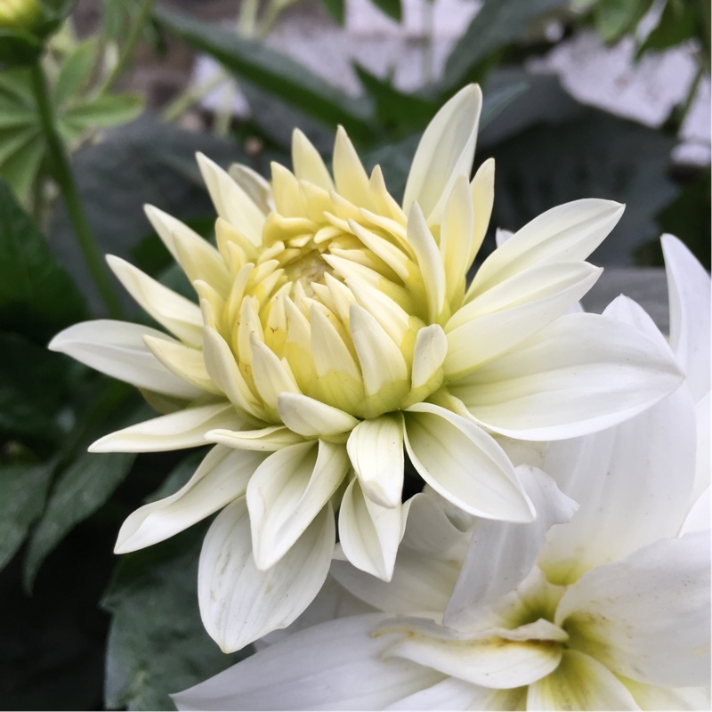 Dahlia 'Blended Beauty'