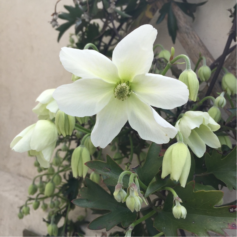 Clematis x cartmanii 'Avalanche'