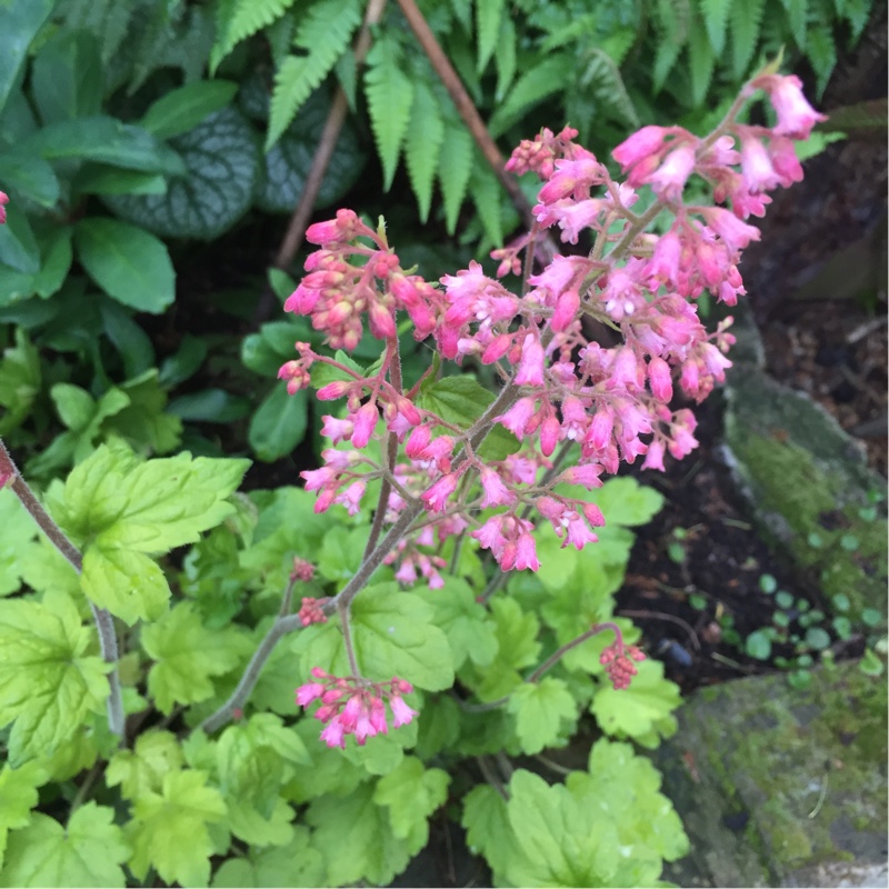 Plant image Heuchera 'Key Lime Pie'