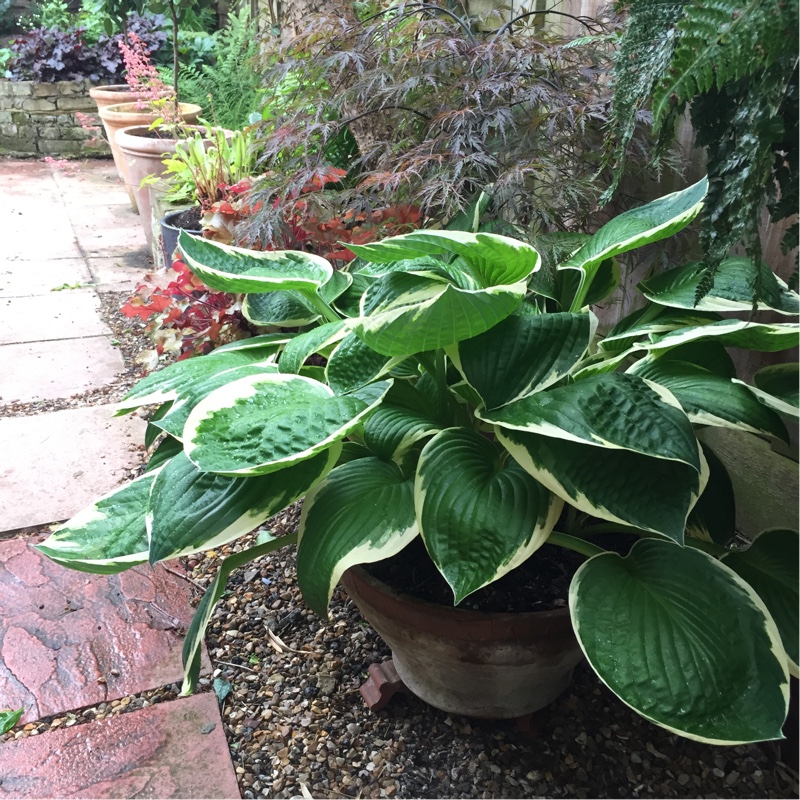 Hosta 'Francee'