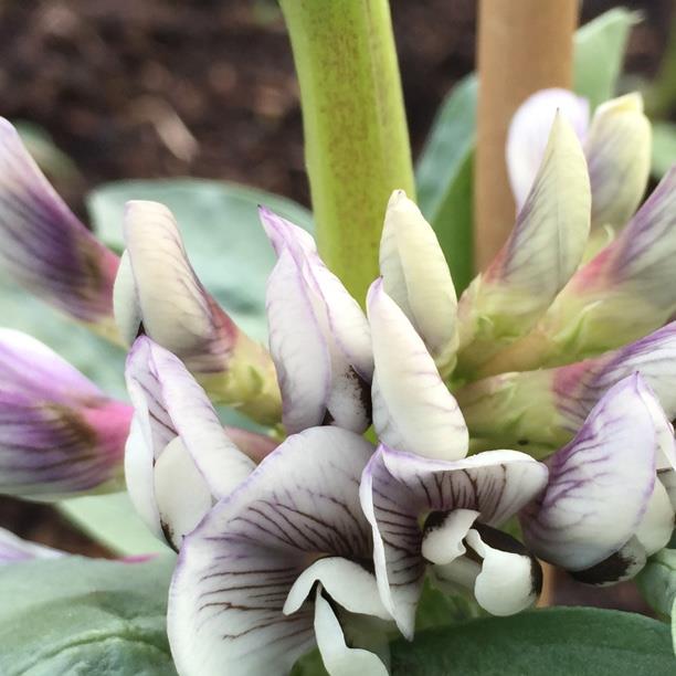 Vicia Faba 'Aquadulce Claudia'