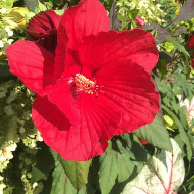 Hibiscus 'Luna Red'