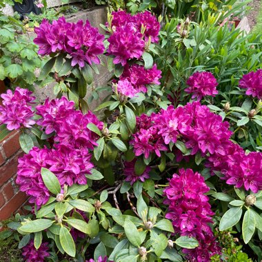 Rhododendron