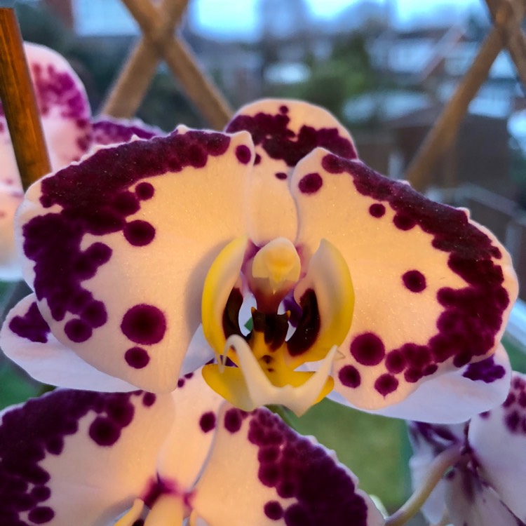 Plant image Cattleya labiata rubra 'Schuller'