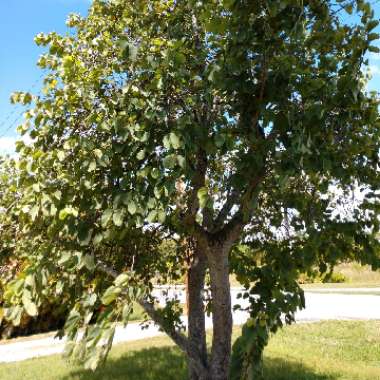 Purple Orchid Tree