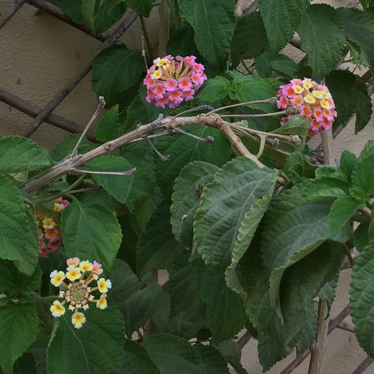 Plant image Lantana camara 'Lucky™ Sunrise Rose'