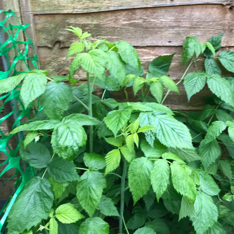 Plant image Rubus Idaeus 'Autumn Gold'