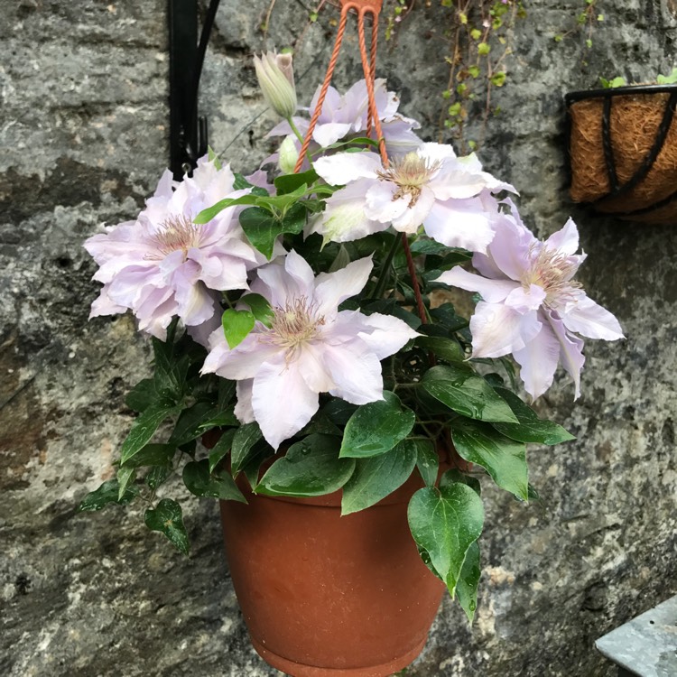 Plant image Clematis 'Filigree'