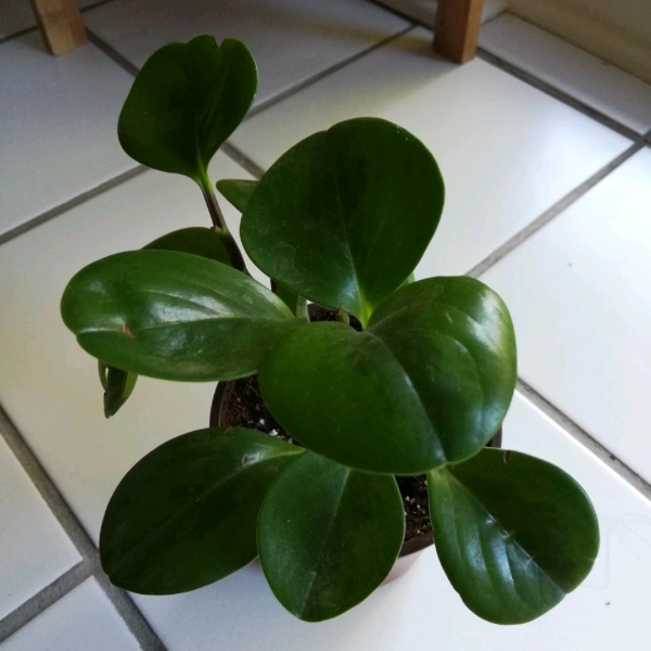 Plant image Peperomia Tetraphylla