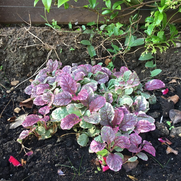 Plant image Ajuga reptans 'Variegata'