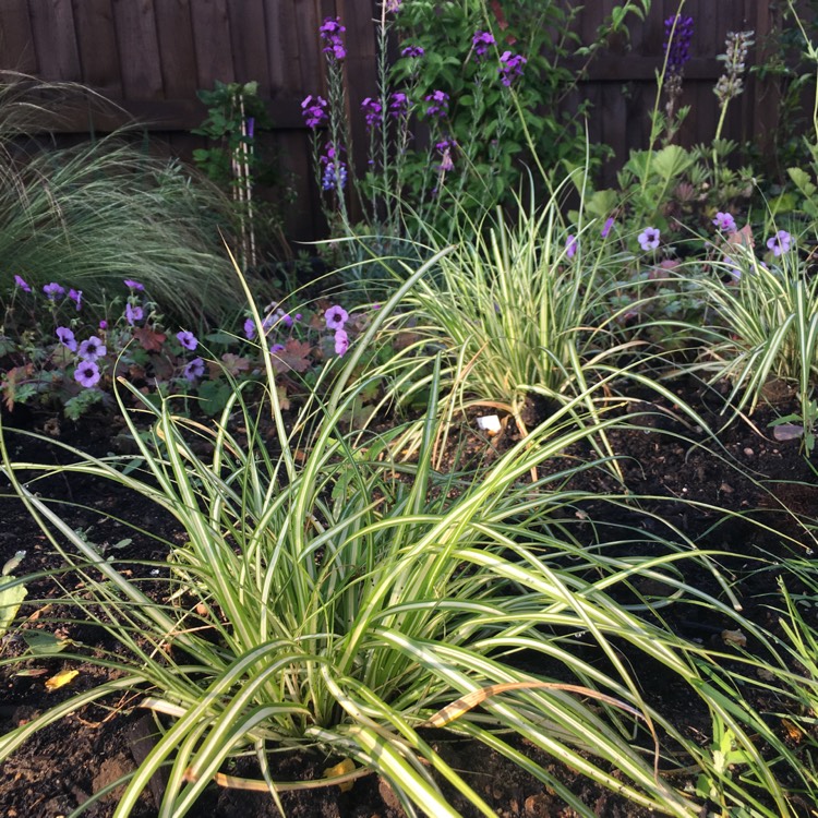 Plant image Carex oshimensis 'Evergold'