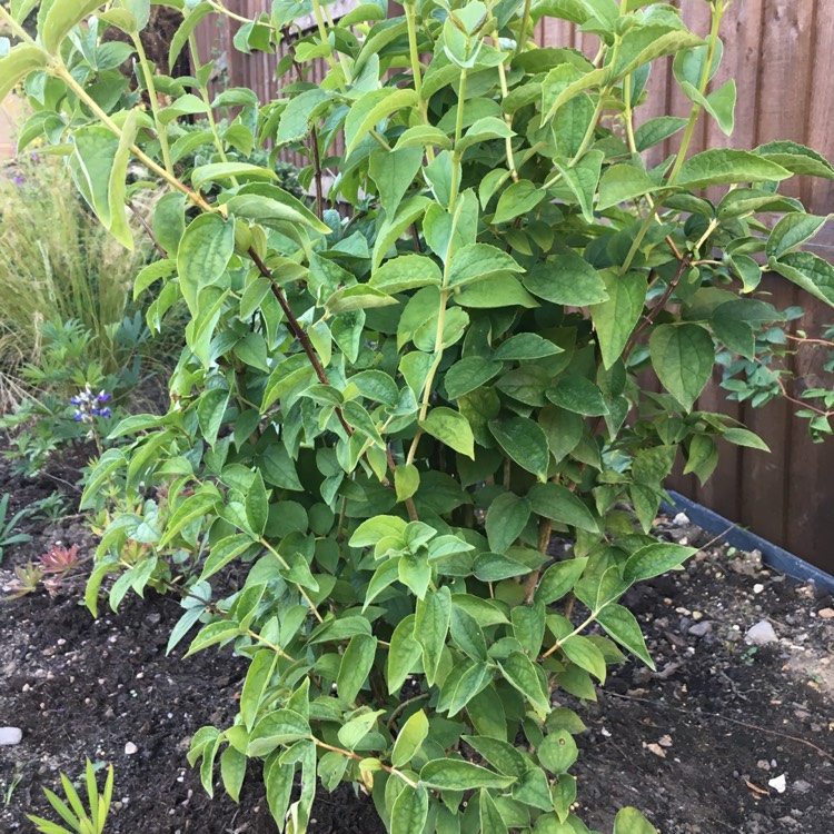 Plant image Philadelphus 'Virginal'