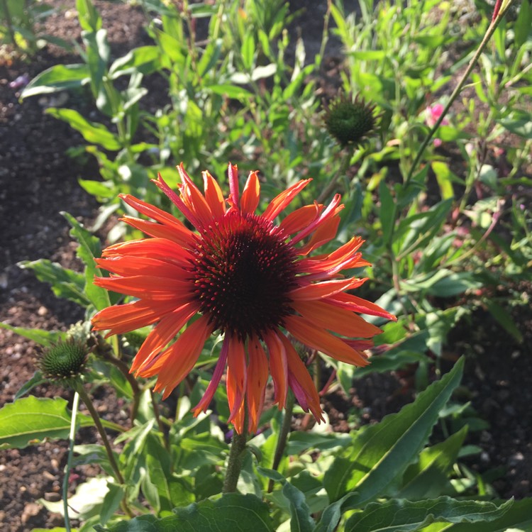 Plant image Echinacea purpurea 'Firebird'