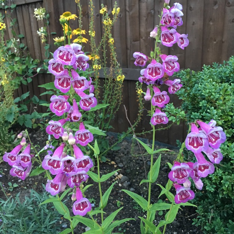 Plant image Penstemon x hybrida 'Lilac Frost'