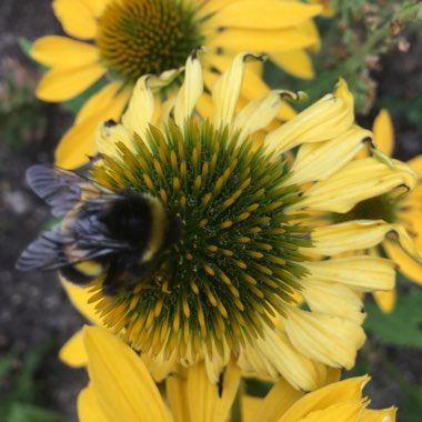 Coneflower 'Leilani'