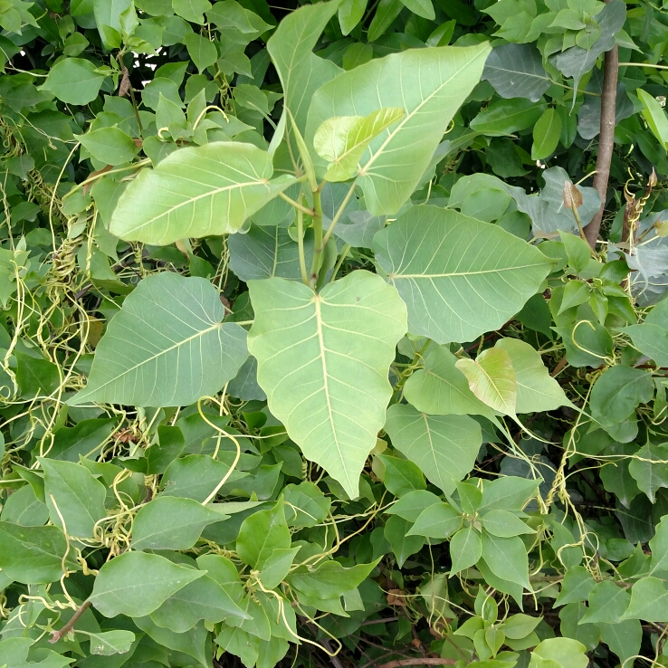 Plant image Ocimum tenuiflorum syn. Ocimum sanctum