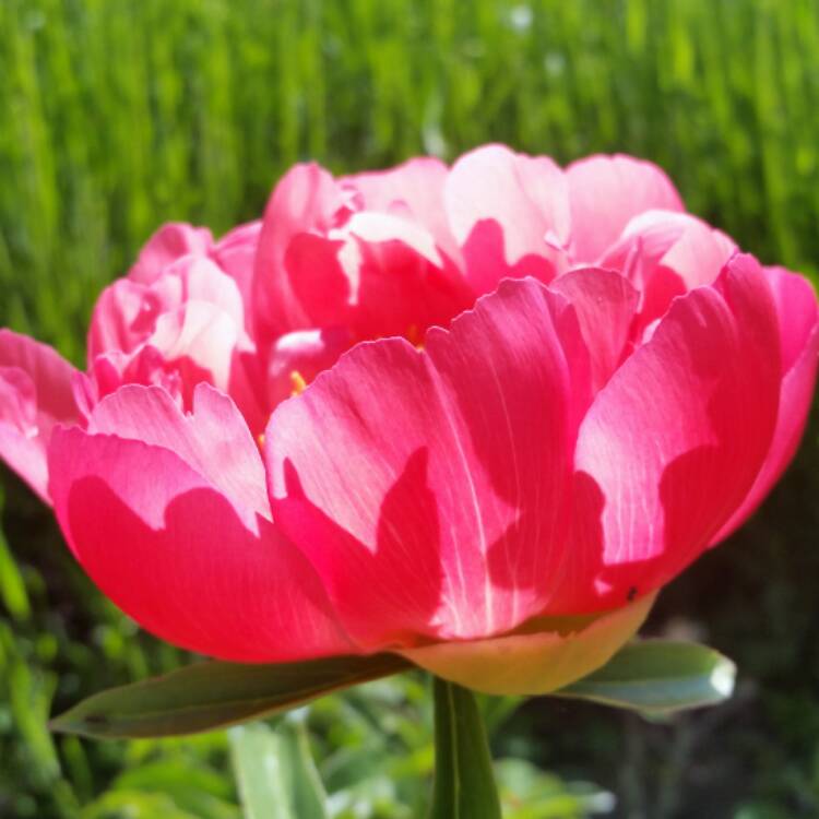 Plant image Paeonia 'Coral Sunset'