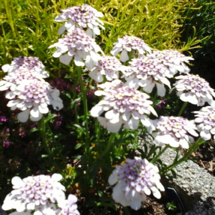 Plant image Iberis Sempervirens 'Pink Ice'