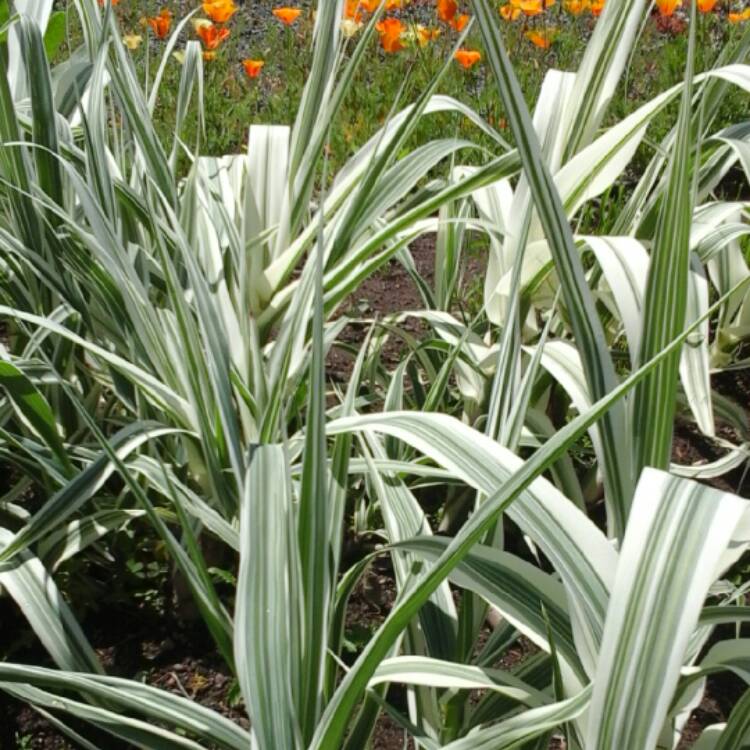 Plant image Arundo donax 'Versicolor'