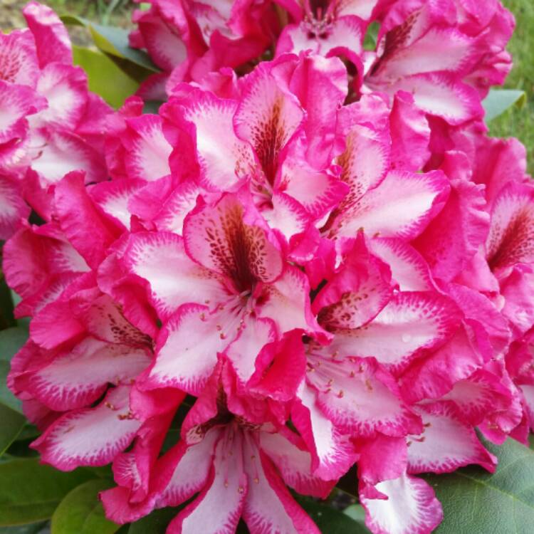 Plant image Rhododendron 'Pomegranate Splash'