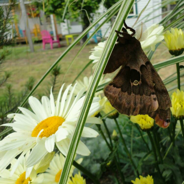 Plant image Leucanthemum x superbum 'Banana Cream'