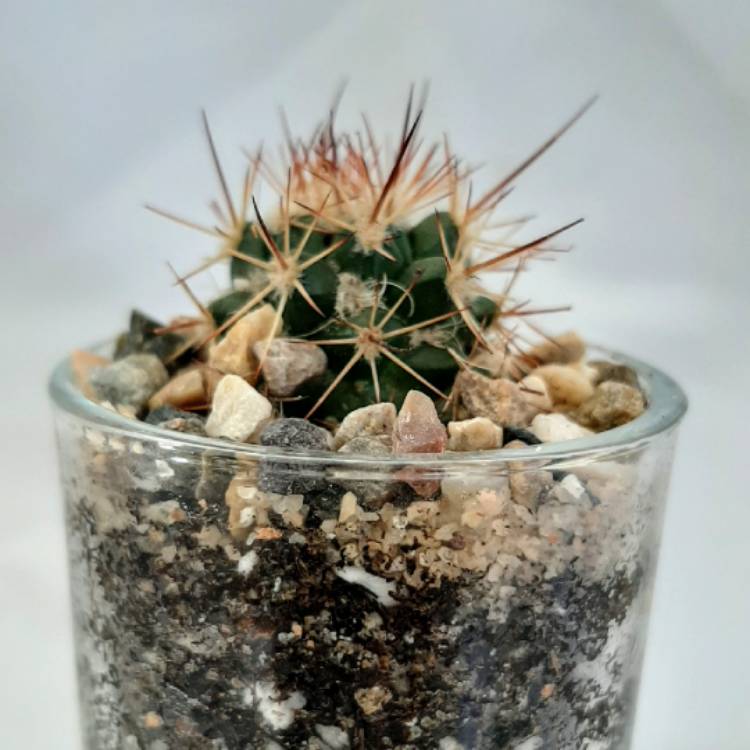 Plant image Ferocactus gracilis var. 'Coloratus'