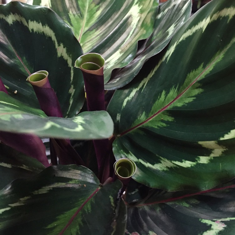 Plant image Calathea veitchiana