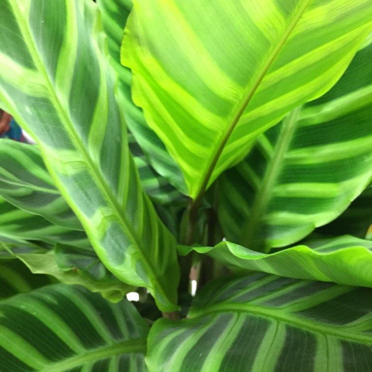 Plant image Goeppertia zebrina syn. Calathea zebrina