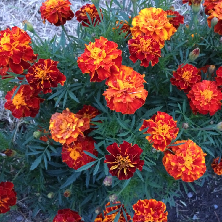 Plant image Tagetes patular 'Sparky Mixed'