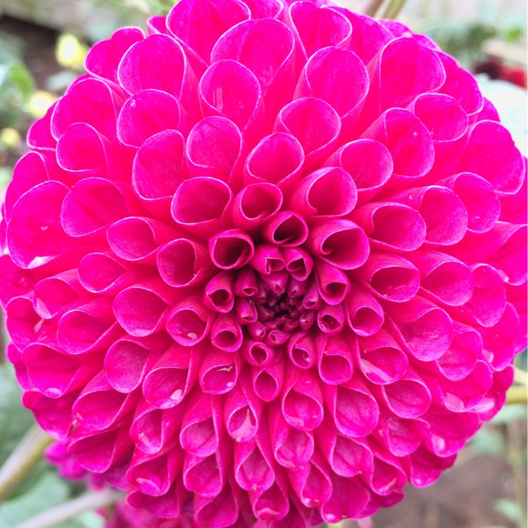 Plant image Dahlia 'Addison June'